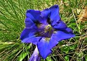 23 Genziana di Koch (Gentiana acaulis)